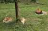 合肥野生動(dòng)物園