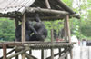 合肥野生動(dòng)物園