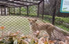 合肥野生動(dòng)物園