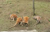 合肥野生動(dòng)物園