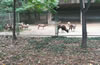 合肥野生動(dòng)物園