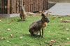 合肥野生動(dòng)物園