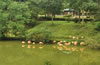 合肥野生動(dòng)物園