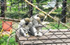 合肥野生動(dòng)物園
